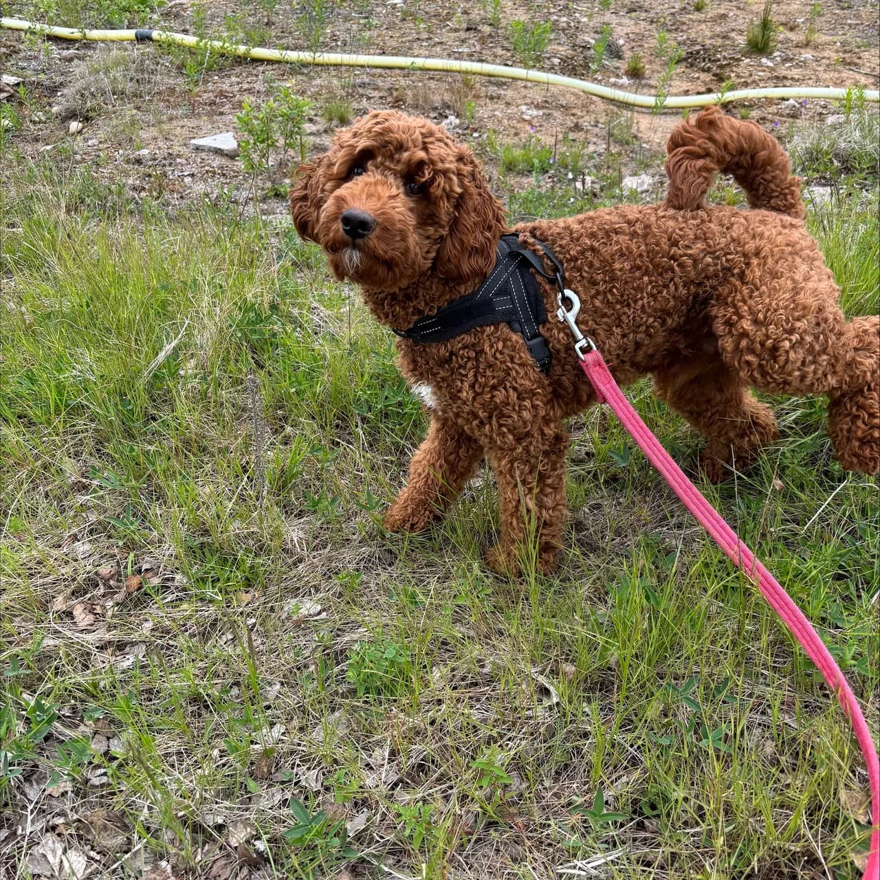 Otis, a curly red dog on a grass path, looking back at the camera.