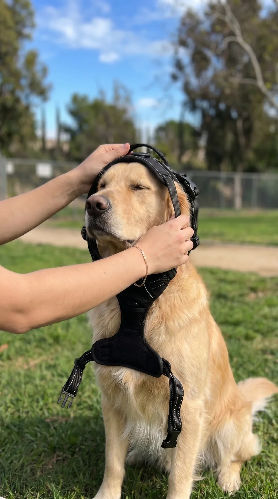 Slipping the Dog Control Pro harness over a golden retriever