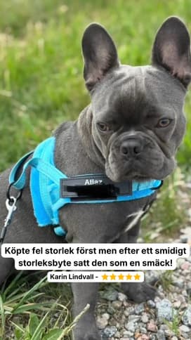 Dog on a walk with Dog Control Pro