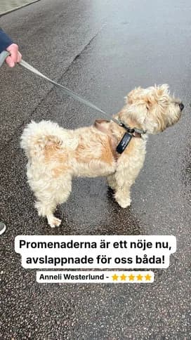 Dog out walking with their owner